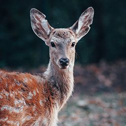 A deer with brown and white fur is looking at the camera.