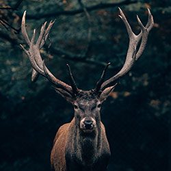 A deer with large antlers standing in front of trees.
