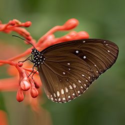 A butterfly is sitting on the flower of an orange plant.