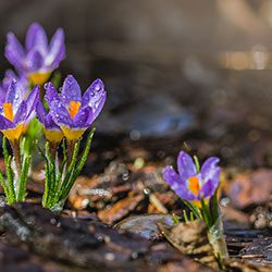 A group of purple flowers growing in the dirt.